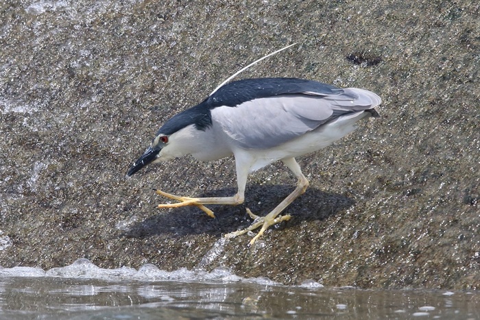小魚狙い中のゴイサギの写真