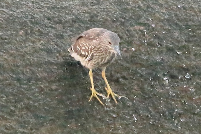 幼鳥のゴイサギの写真
