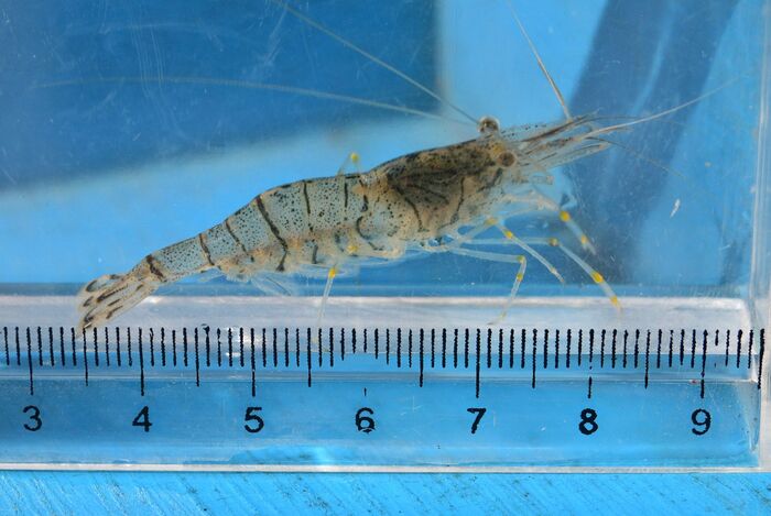 スジエビの写真