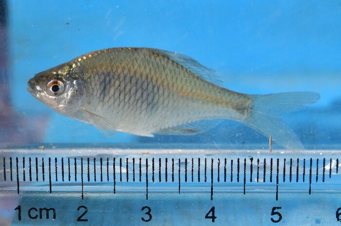 タイリクバラタナゴの写真