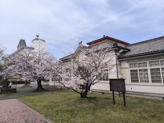 倉敷歴史民俗資料館の前の桜