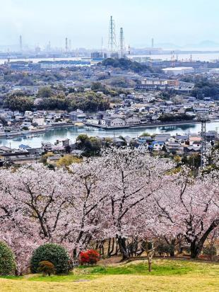 写真：円通寺公園の桜