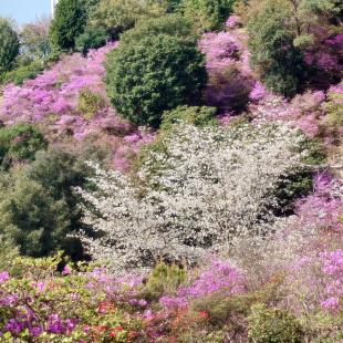写真：三百山のツツジ