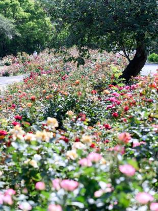 写真：種松山のバラ園