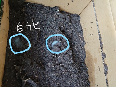 6月5日白カビができました。
