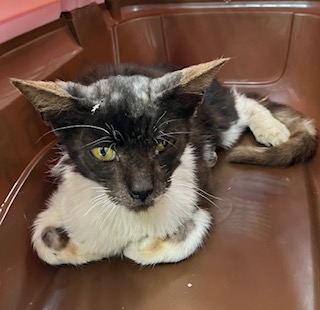 写真:保護猫