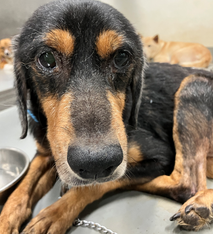 写真：保護犬