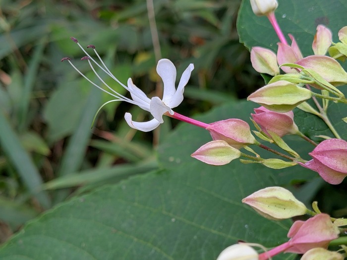 雄性期のクサギの花の写真