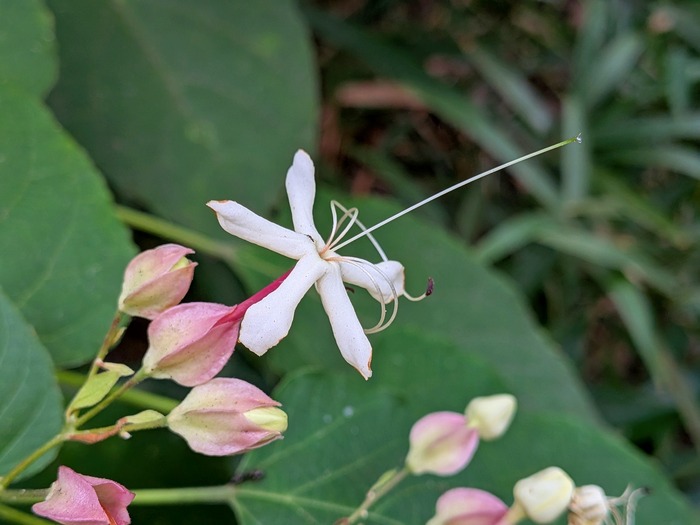 雌性期のクサギの花の写真