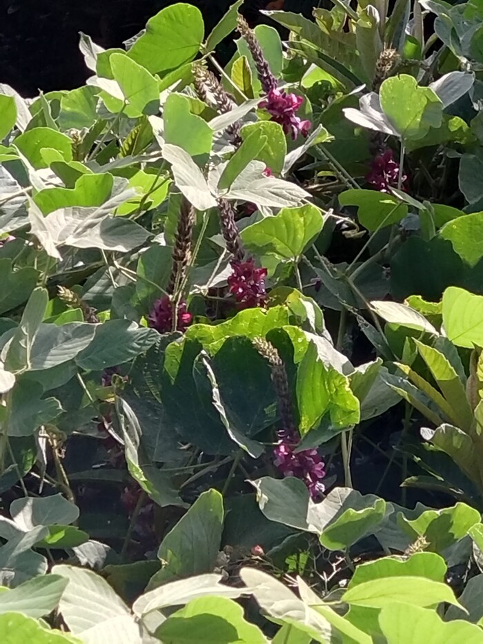 クズの花の写真