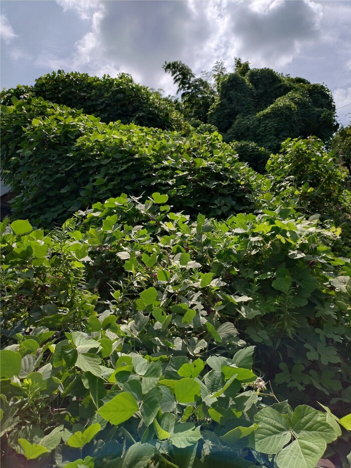 クズに覆われた空き家の写真