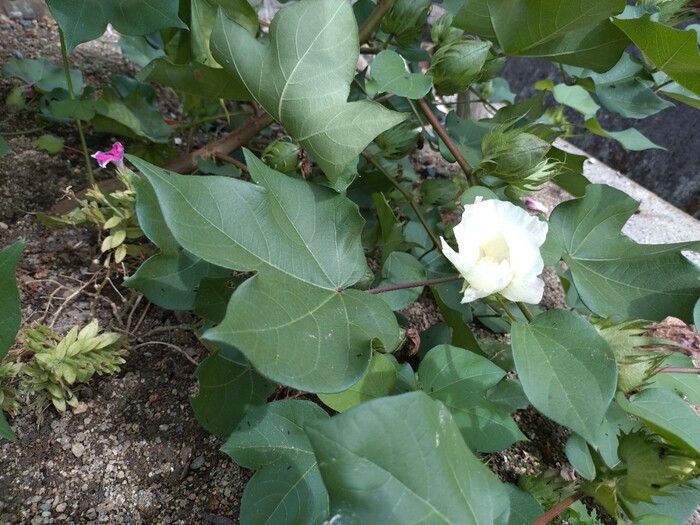綿の花の写真