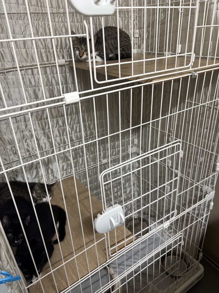写真：保護猫