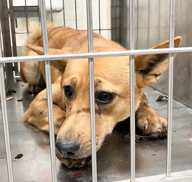 写真:保護犬
