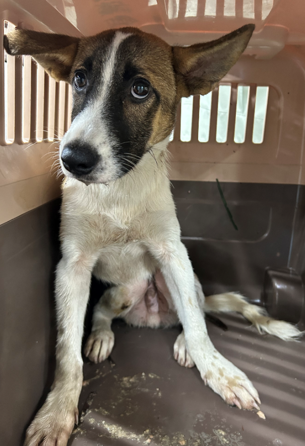 写真:保護犬