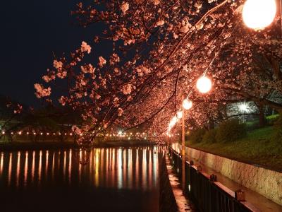 配水池外周の夜桜