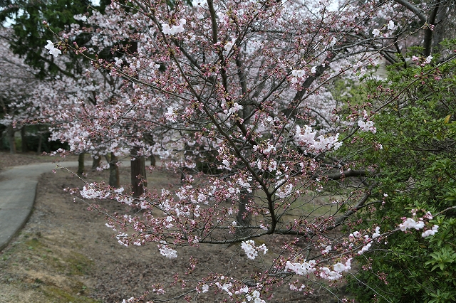 の花レストハウス西の桜園地の花