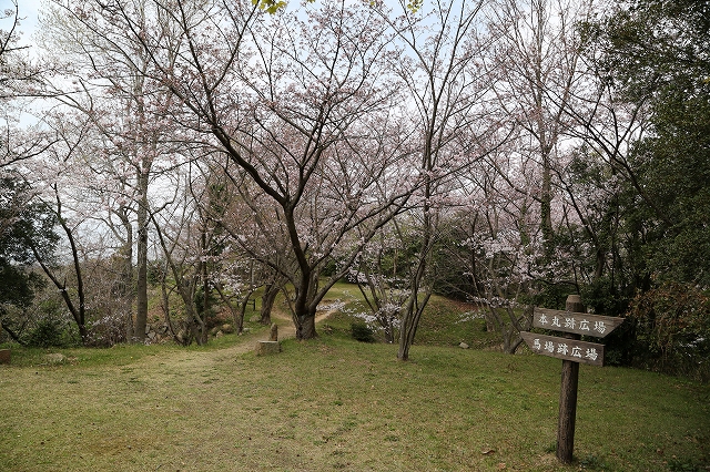 城跡の馬場跡付近の桜