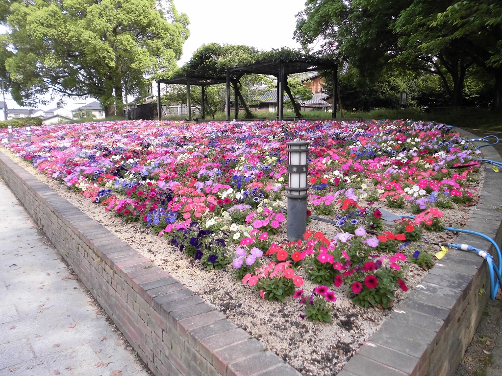17年5月23日 東側出入り口花壇のペチュニアが見頃になりました 公園緑地課 倉敷市