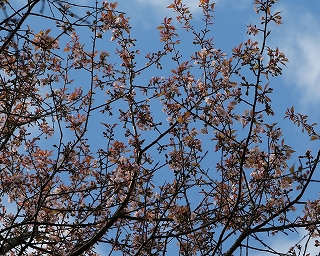 ヒマラヤザクラの花枝