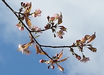 ヒマラヤザクラの枝の先端花とつぼみ
