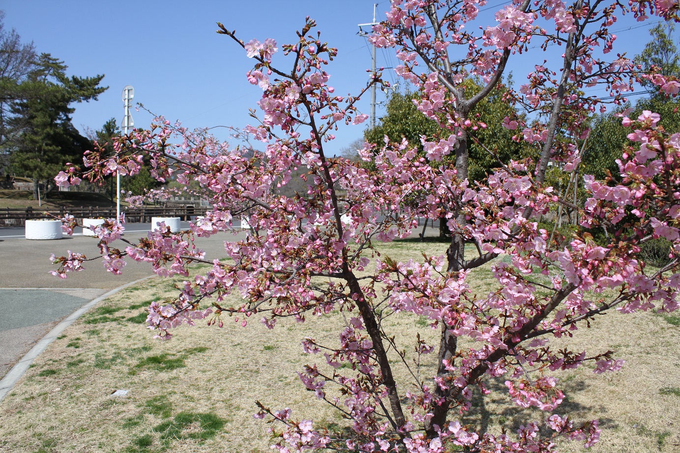 18年3月17日 河津桜が５分咲きになりました 公園緑地課 倉敷市