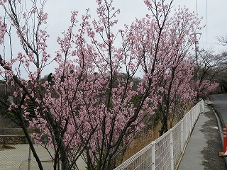 ケイオウ桜