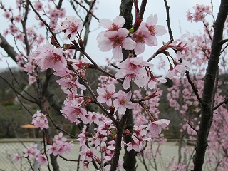 ケイオウ桜のつぼみ