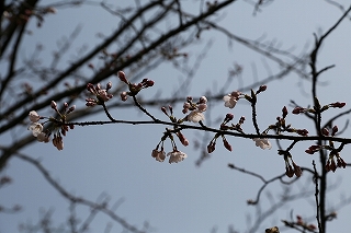咲き始めたソメイヨシノ