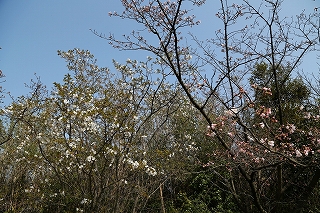 桜が見頃