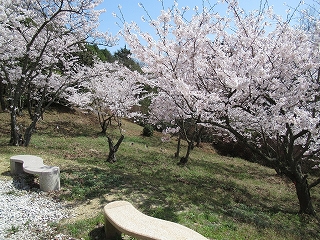 桜が見頃
