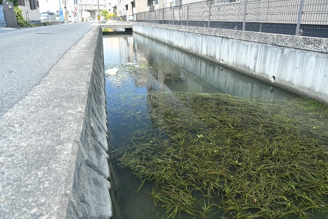 用水路に藻繁殖 茶屋町 環境政策課 倉敷市