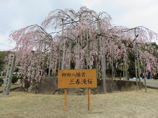 三春の滝桜 児島 環境政策課 倉敷市