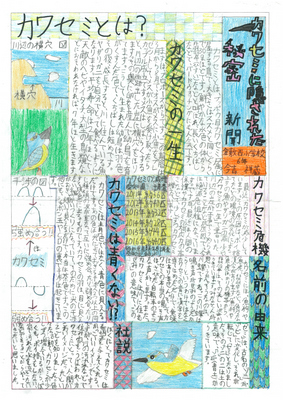 画像：入選 カワセミに隠された秘密新聞 倉敷西小学校 6年 今吉 祥蔵 さん
