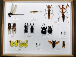 学習用貸出標本ー昆虫４