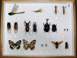 学習用貸出標本ー昆虫５