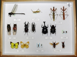 学習用貸出標本ー昆虫６