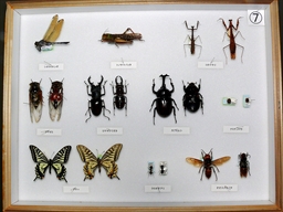 学習用貸出標本ー昆虫７
