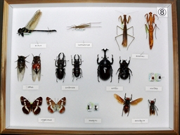 学習用貸出標本ー昆虫８