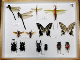 学習用貸出標本ー昆虫９