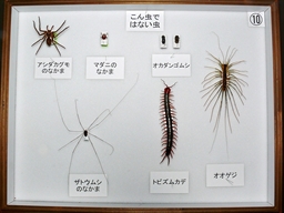 学習用貸出標本ー昆虫ではない虫１０