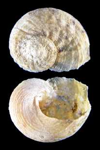 アシヤガマの貝殻標本
