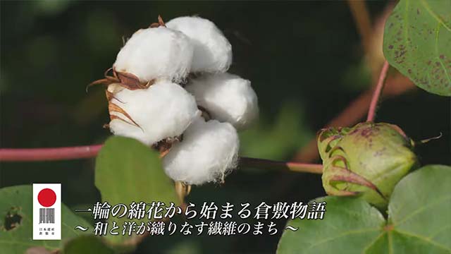 一輪の綿花から始まる倉敷物語～和と洋が織りなす繊維のまち～