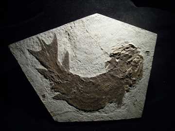 ユーステノプテロンの化石