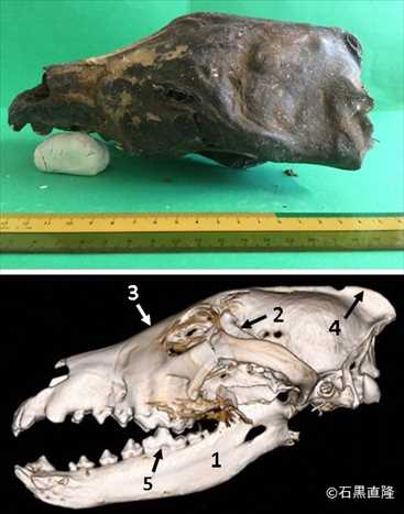 ニホンオオカミの頭骨標本