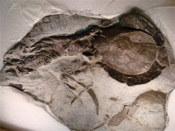 無顎類化石ドレパナスピス
