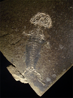 両生類化石ブランキオサウルス