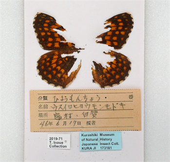 岡山県産ウスイロヒョウモンモドキの標本