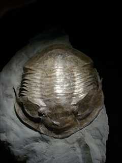 三葉虫化石イソテルスの化石