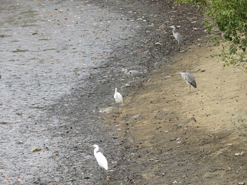 秋の下村池の鳥たちの写真